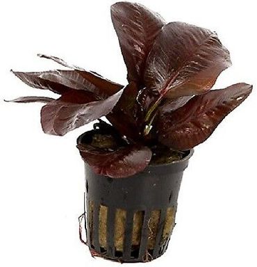 Echinodorus Reni im Topf Wasserpflanze Aquarienpflanzen