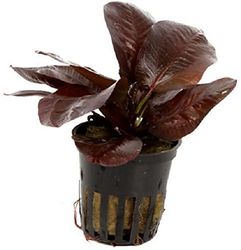 4251377908314.jpg 4251377908314.jpg