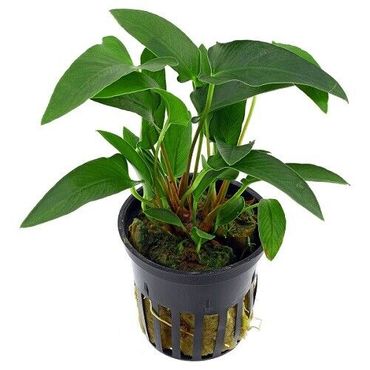 Anubias gracilis im Topf Wasserpflanzen Aquariumpflanzen