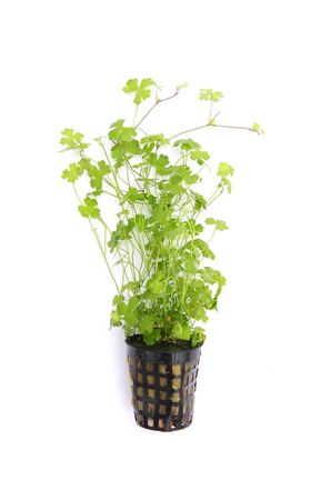 Hydrocotyle tripartita Kleeblatt Wasserpflanze Aquariumpflanze Topf