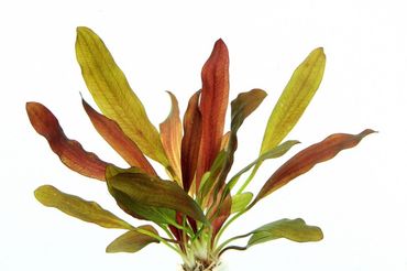 Echinodorus Red Chamäleon Wasserpflanze