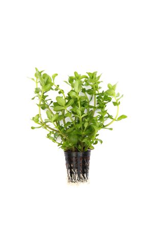 Bacopa caroliniana Topf großes Fettblatt Aquarium Pflanze