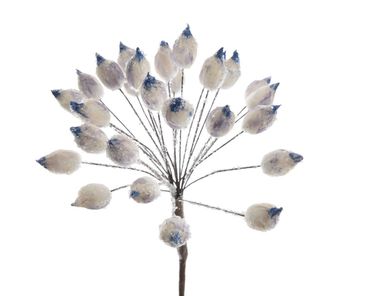 Blüte Dekoblüte Bärenklau Frostfinish
