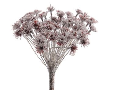 Dekoblüte braun Bärenklau Frost Tischdeko