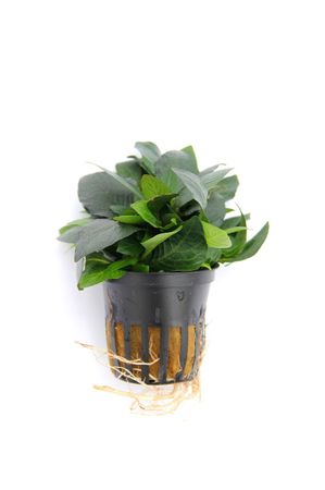 Hygrophila corymbosa Kompakt Wasserpflanze Aquarium