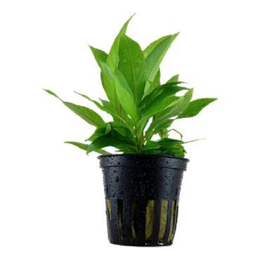Hygrophila corymbosa Siamensis 53B Kirschblatt Wasserfreund