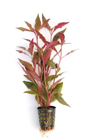 Alternanthera reineckii rot Breitblättriges rotes Papageienblatt Ø 5cm Wasserpflanze