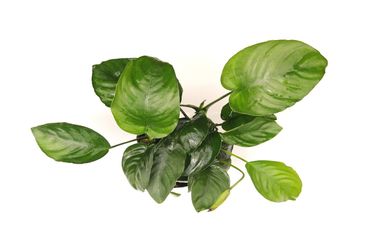 Anubias barteri XXL  Breitblättriges Speerblatt