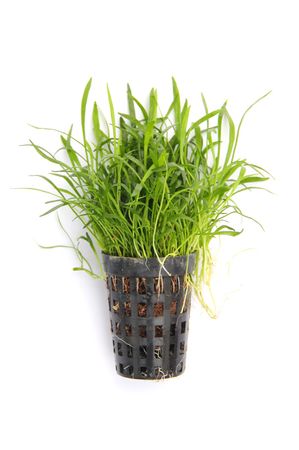 Lilaeopsis brasiliensis Brasilianische Graspflanze im Topf