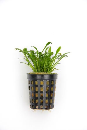 Cryptocoryne parva Zwergwasserkelch im Topf