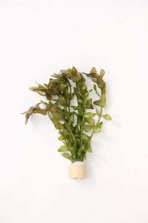 1 Tonring Bacopa carolineana eine schöne Aquariumpflanze