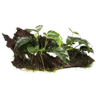 Anubias barteri nana mit Moos auf Wurzel