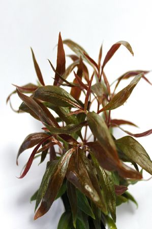 Alternanthera reineckii Mini Wasserpflanze Aquariumpflanze
