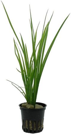 Cyperus helferi im Topf  Wasserpflanzen Aquariumpflanzen