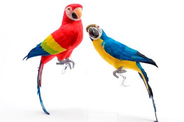 Federpapagei Draht Dekovogel Papagei rot oder blau H40 cm Stückpreis