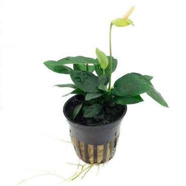 Anubias barteri nana im Topf Wasserpflanzen Aquariumpflanzen
