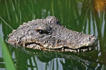 Krokodil Schwimmtier Teich Deko Kunststoff L 32 cm