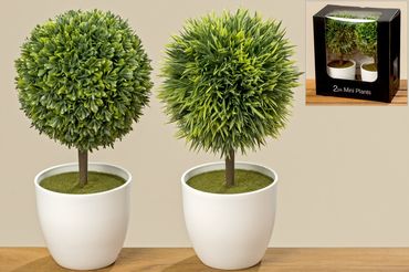 Buchsbaum im Topf Kunststoff H 13 cm 2er Set
