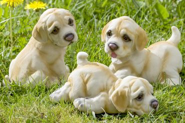 Dekofigur Jupp Hund Kunstharz hellbraun H.14 cm 3er-Set