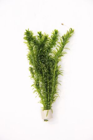 Egeria densa TR "Dichtblättrig" Tonring Wasserpflanze Aquarium