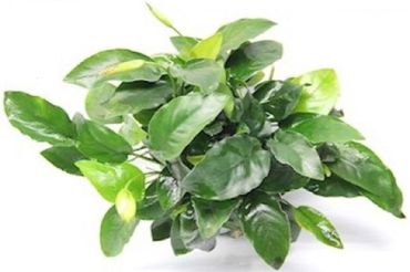 Anubias barteri nana Bigfoot Zwergspeerblatt Wasserpflanze