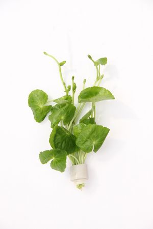 Hydrocotyle leucocphala Tonring Wasserpflanze für Aquarium