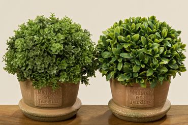 Buchsbaum im Topf H17cm Stück