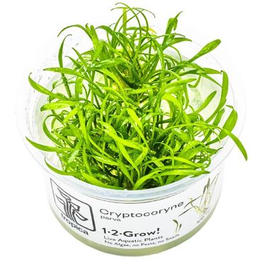Cryptocoryne parva 1-2 Grow!