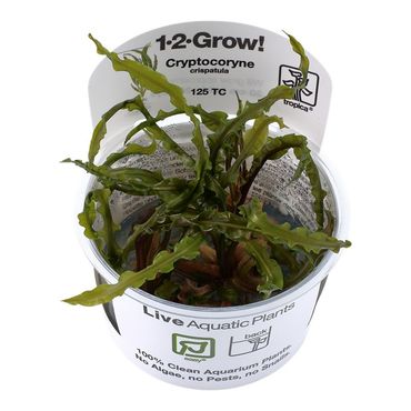 Cryptocoryne crispatula 1-2 Grow!