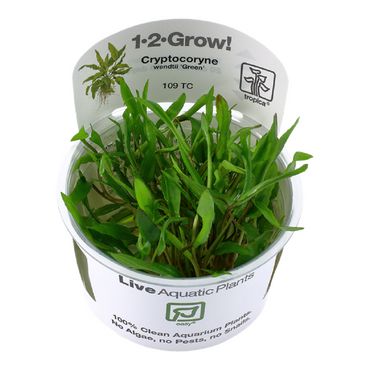 Cryptocoryne wendtii "Green" 1-2 Grow!