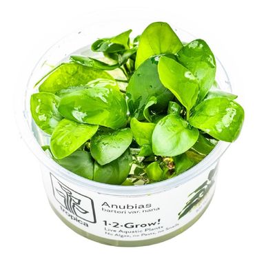 Anubias barteri nana 1-2 Grow!