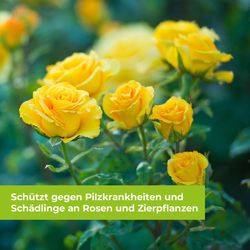 3664715066651-6.jpg 3664715066651-6.jpg