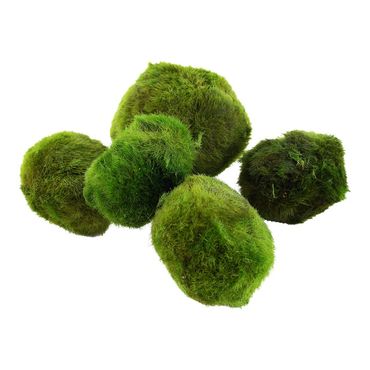 Aegaropila linnaei Mooskugel 5 Stück (1 Packung)