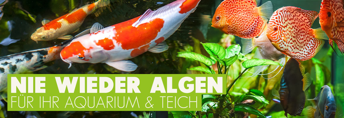 Nie wieder Algen im Aquarium und Gartenteich jetzt auf iPet-Shop.de