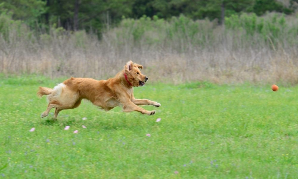 Tierschutzhund:  Wenn man das Spielen erst lernen muss...