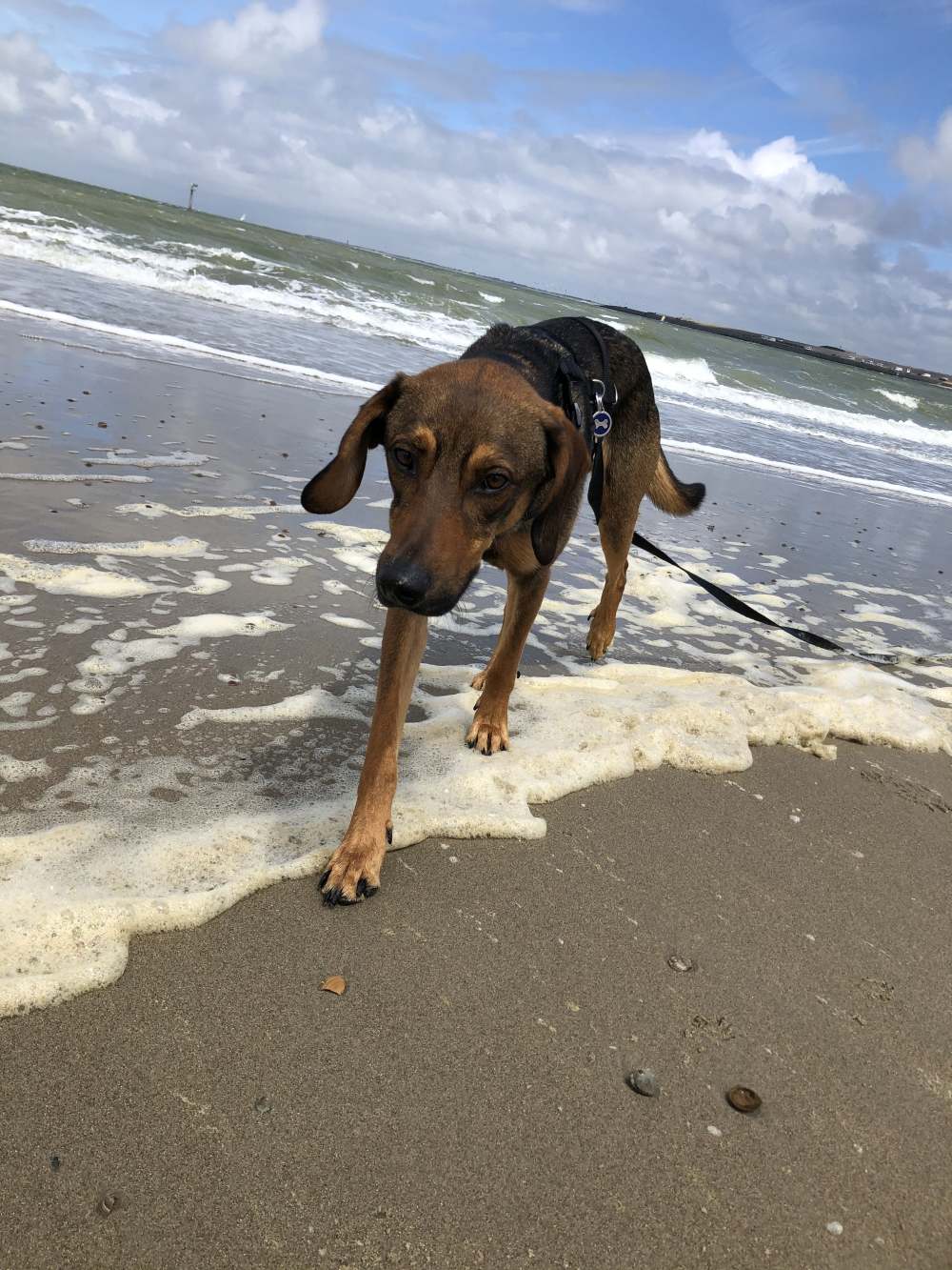 Strandurlaub mit Tierschutzhund - wie klappt das? 