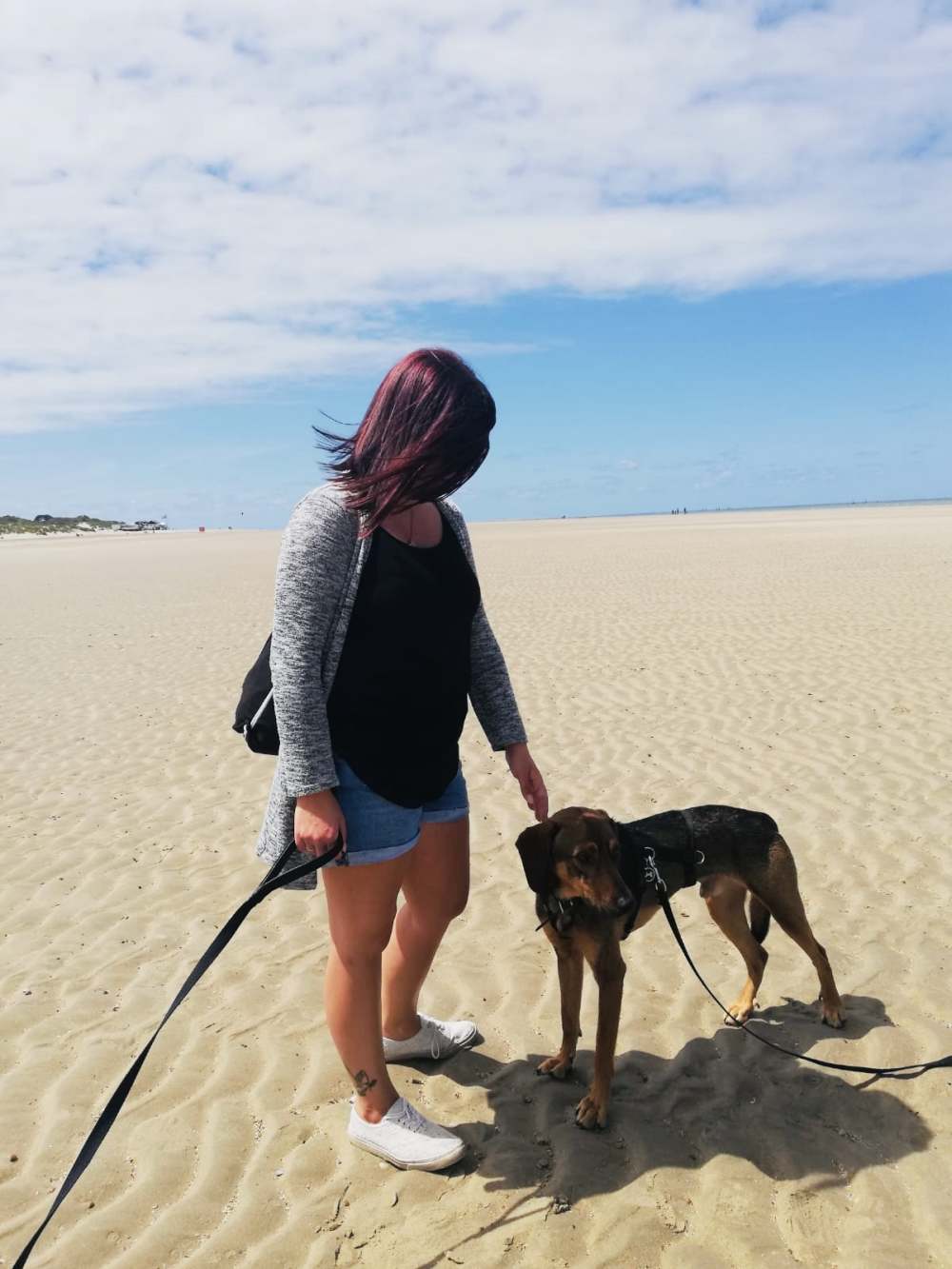 Urlaub mit Hund in Holland