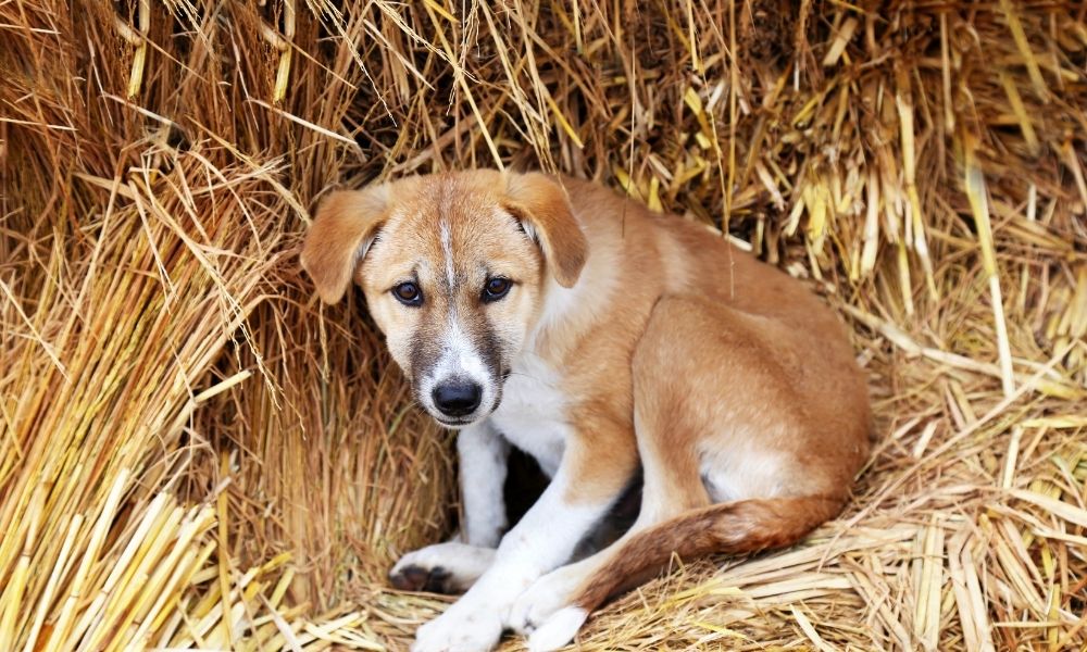 Tierschutzhund: Mal Angst und dann wieder keine - wieso?