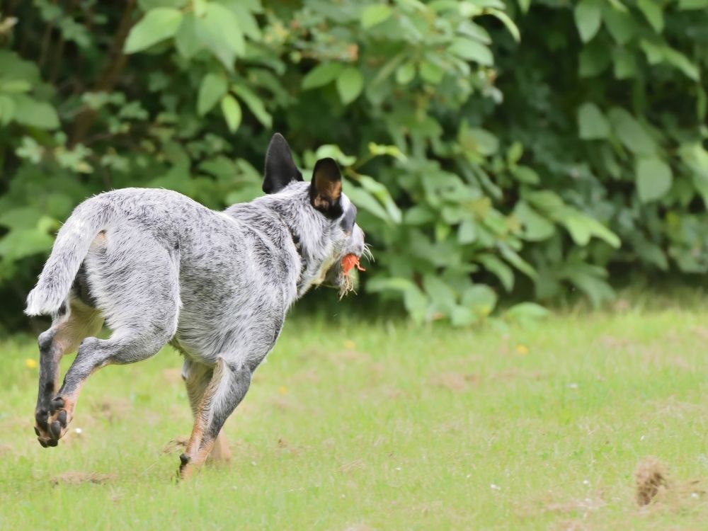 Tierschutzhund: Piccolos Flucht mit tiefgreifenden Folgen
