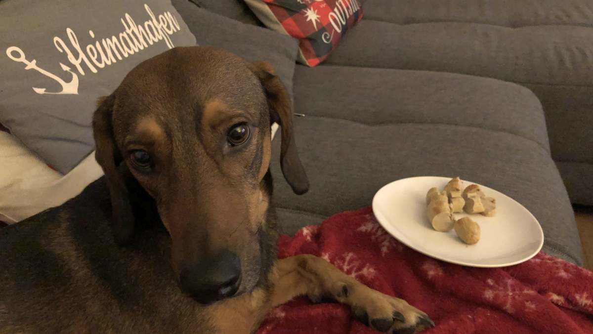 Tierschutzhund: Wenn auch Leckerchen nicht locken