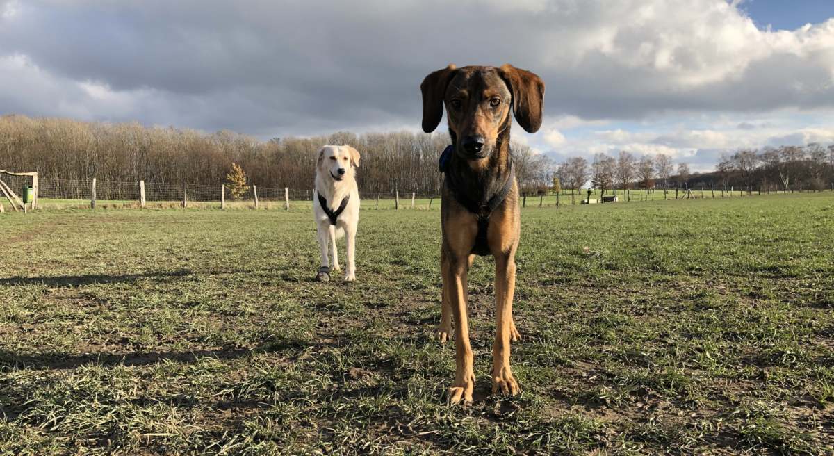 Tierschutzhund: Hundeliebe zwischen Piccolo und Ella