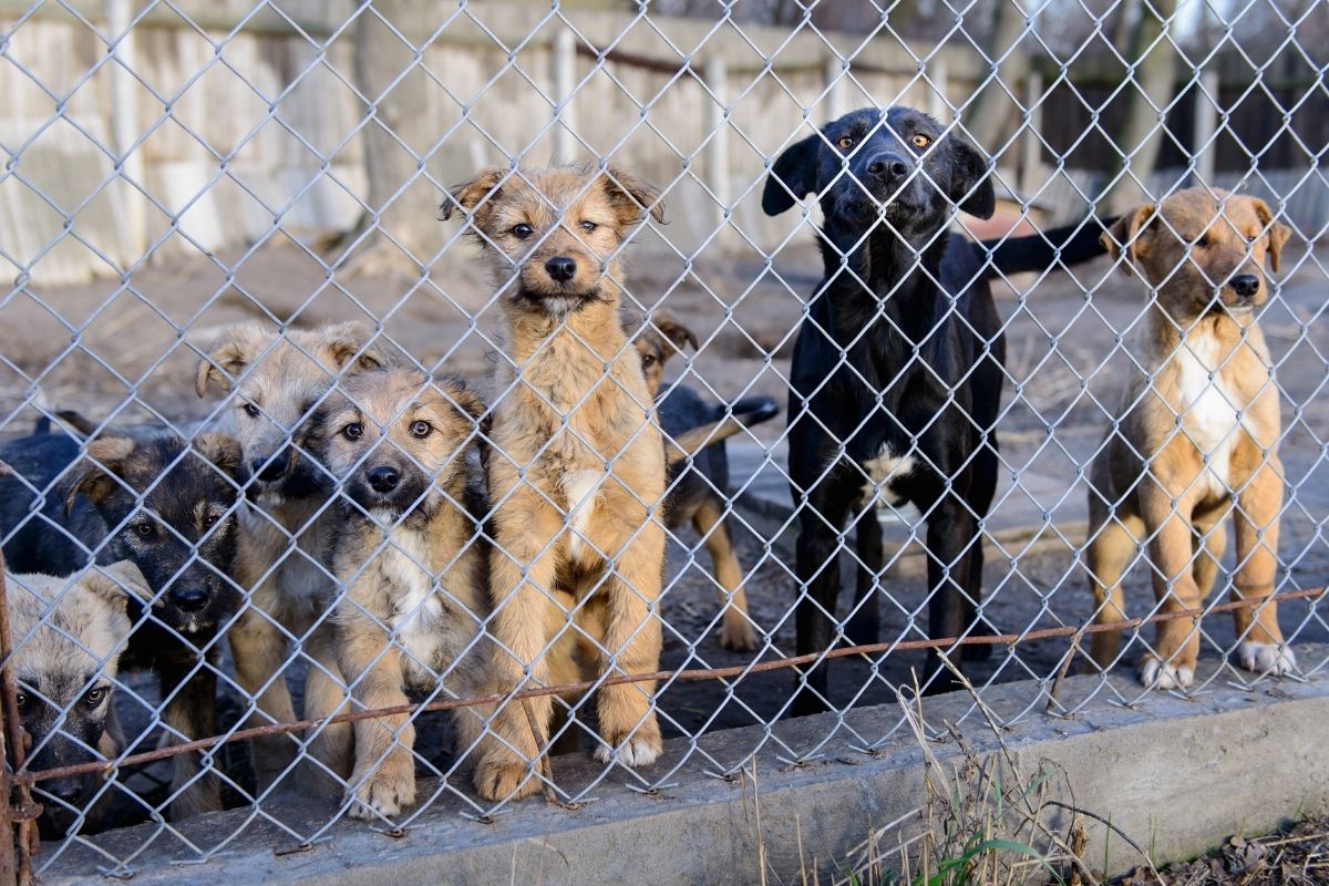 Tierschutzhund: Wie man seriöse Auslandsvermittlungen erkennt