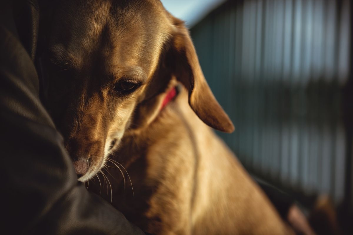 Tierschutzhund: Piccolos erste Tage bei mir zuhause
