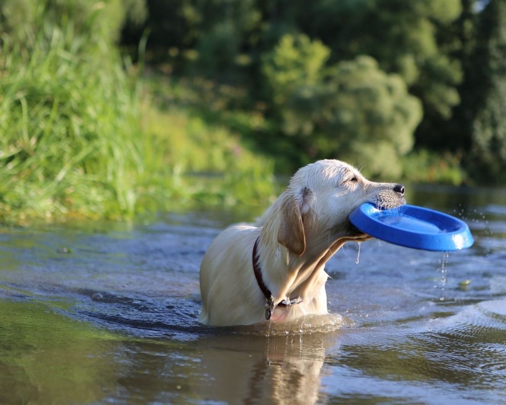 Was ist eigentlich eine Wasserrute?