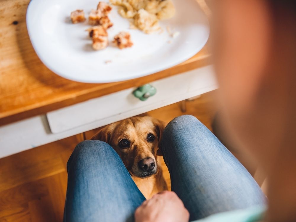 Wie gewöhne ich meinem Hund das Betteln am Tisch ab?