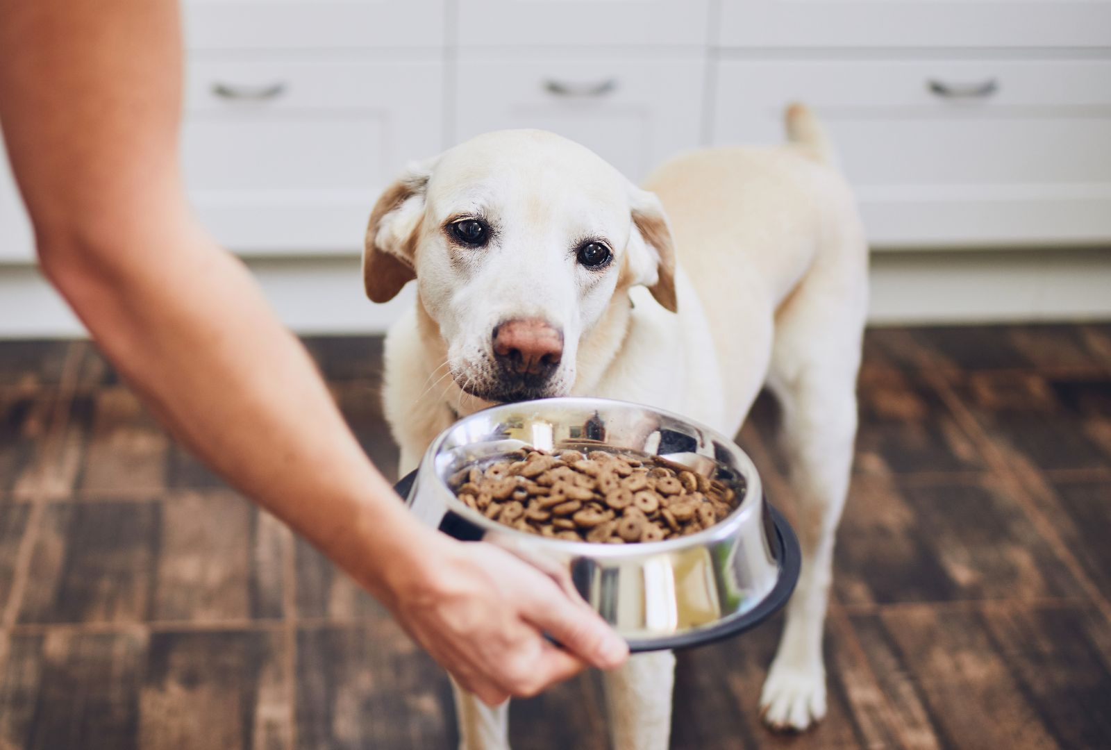 Besser Trocken- oder Dosenfutter für den Hund?