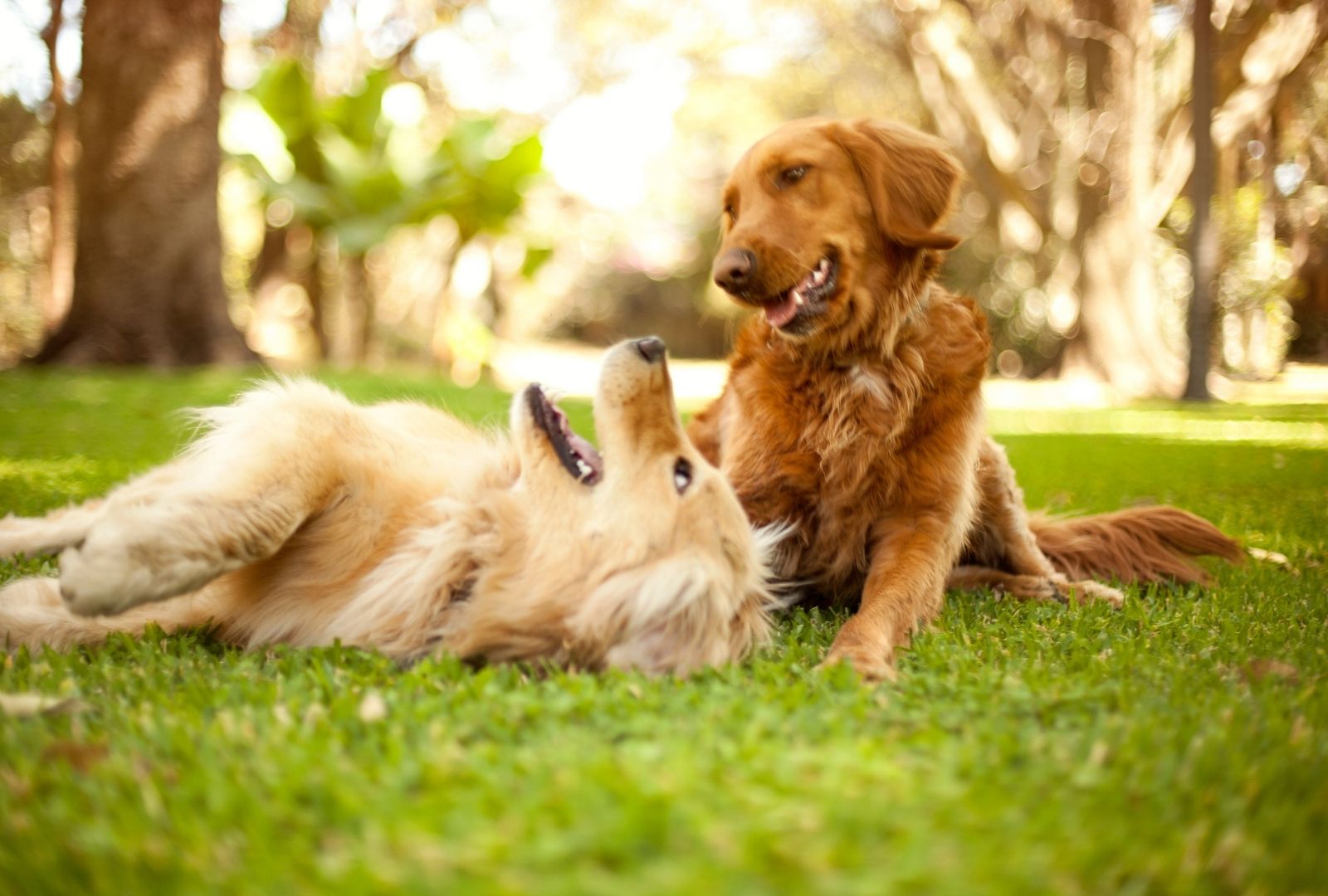 Warum klappert mein Hund mit den Zähnen?