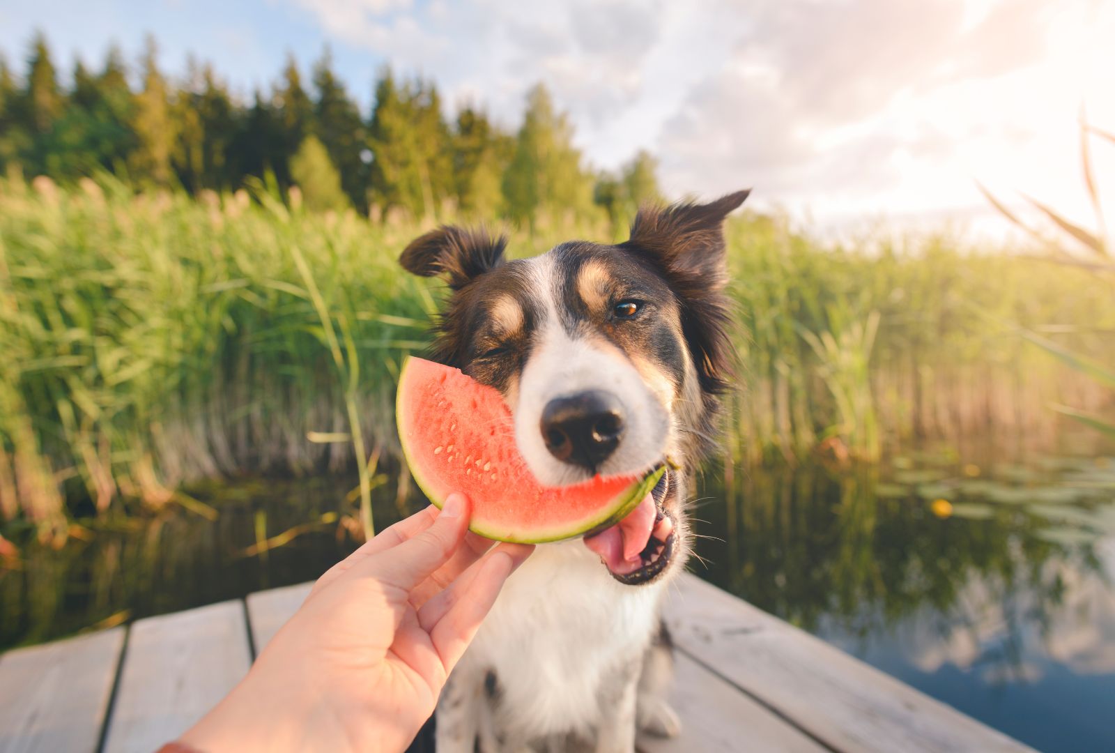 Kann ich meinen Hund vegetarisch oder vegan ernähren?