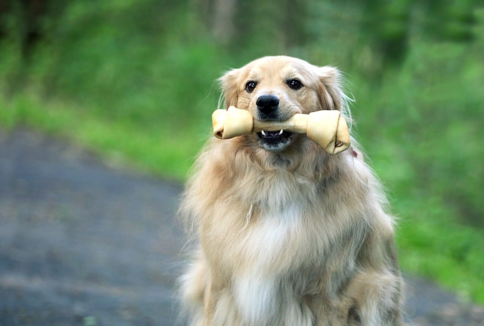 Sind Knochen wirklich gut für Hunde?