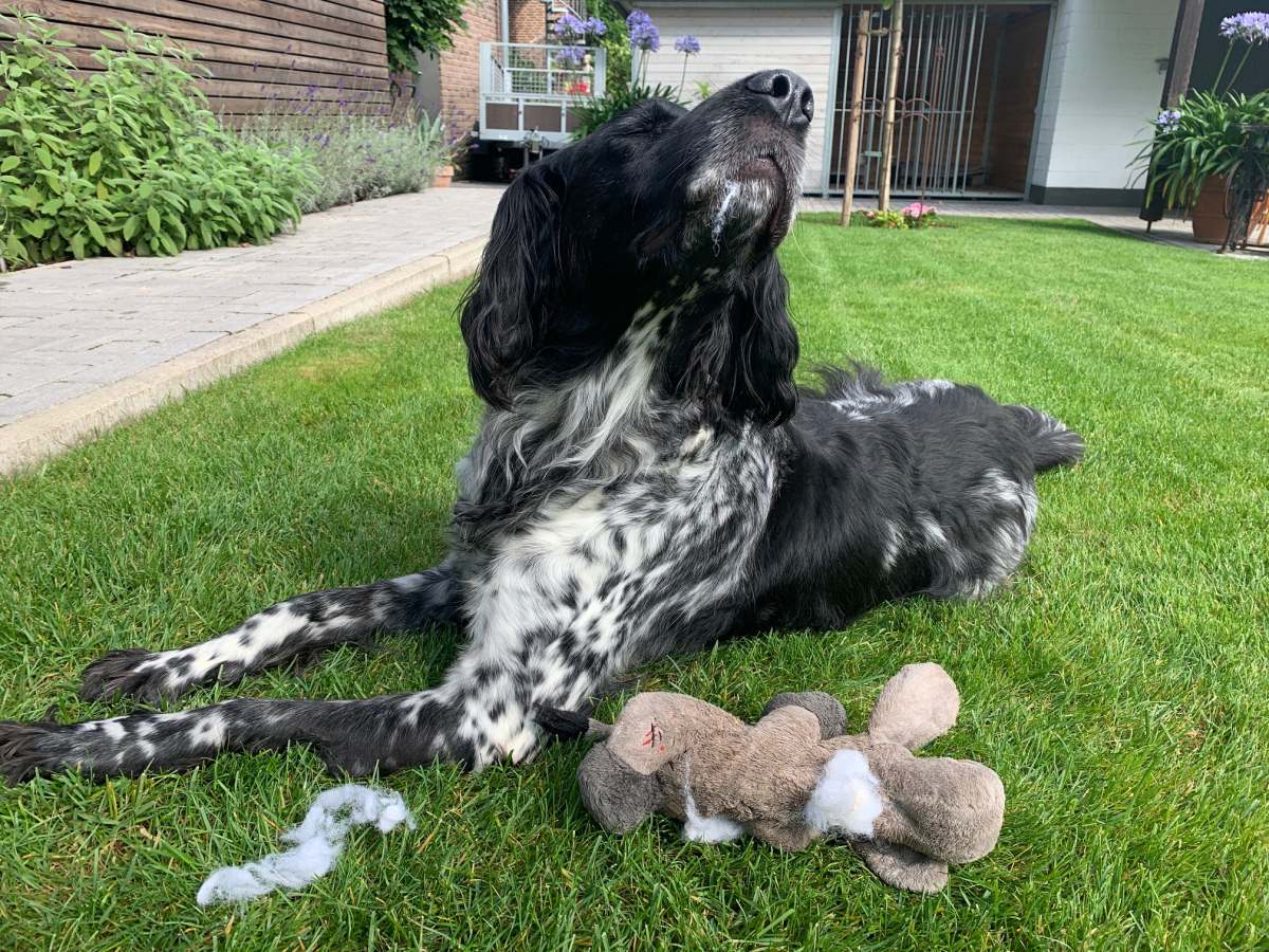 Können Hunde eigentlich lügen?